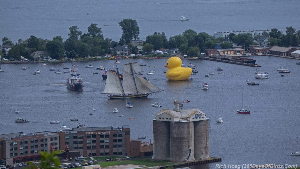 Tall-Ships-Parade-4-Duck