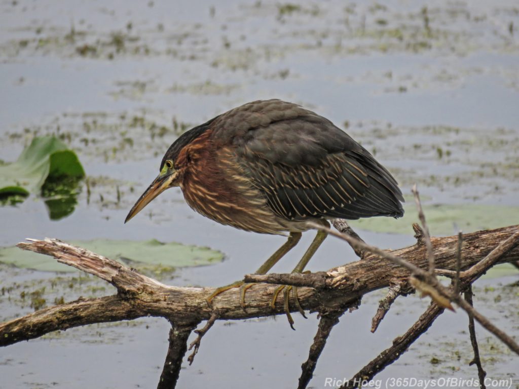 Y3-M07-Wedding-Green-Heron-3