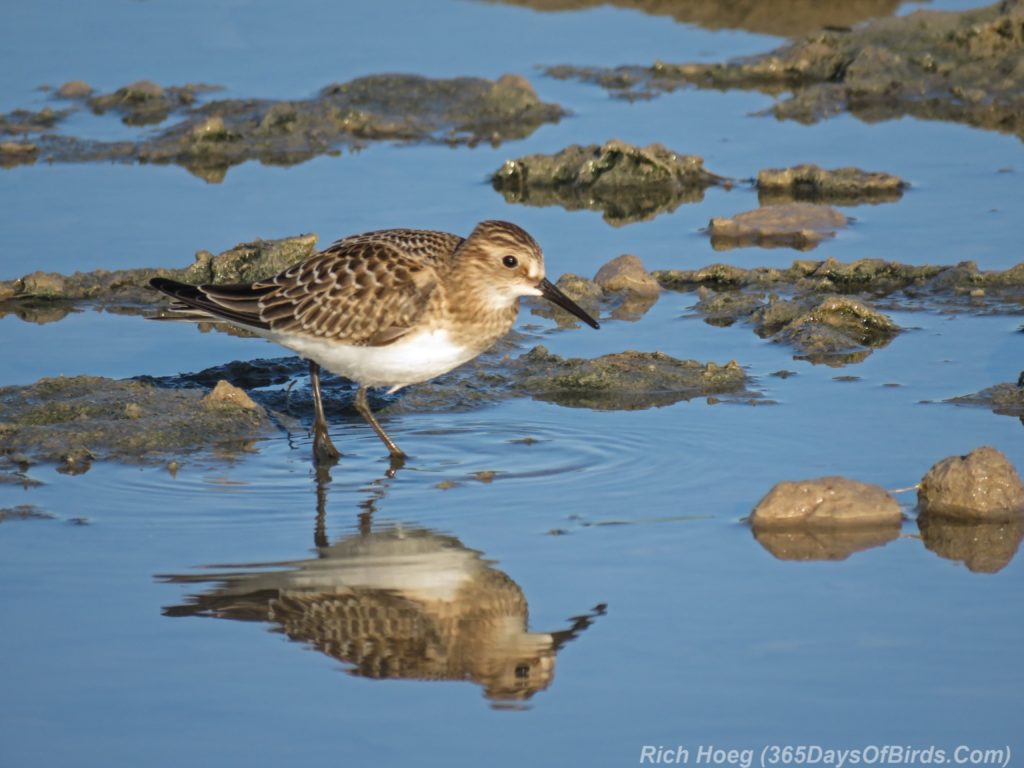 Y3-M08-Abandonned-Pier-Sandpiper