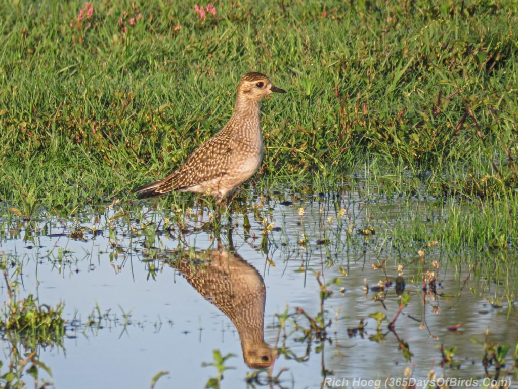 Y3-M08-American-Golden-Plover-2