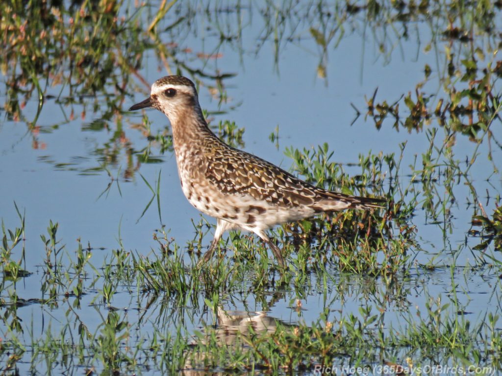 Y3-M08-American-Golden-Plover-4