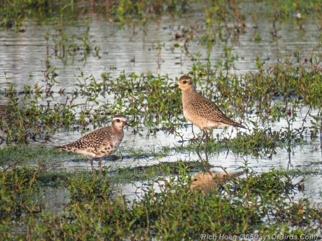 Y3-M08-American-Golden-Plover-Pair-2