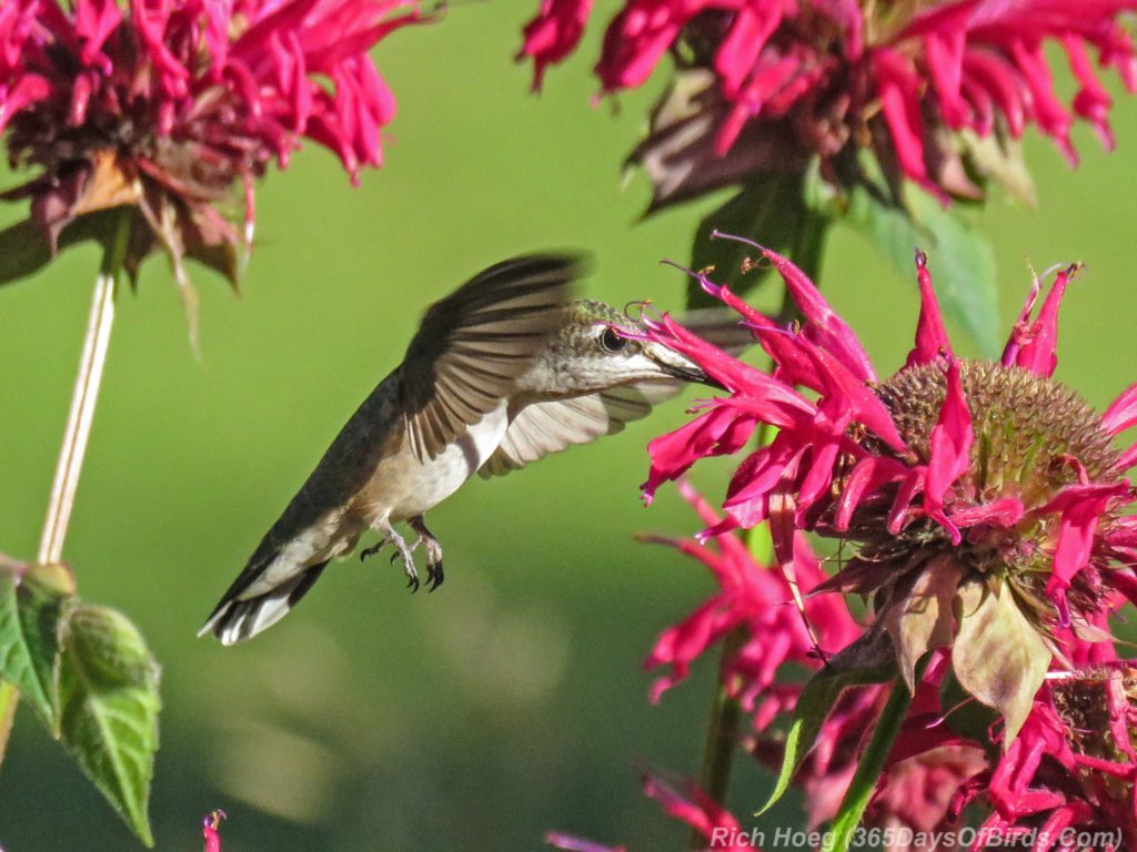 Y3-M08-Amity-Hummingbird-CloseUp-1