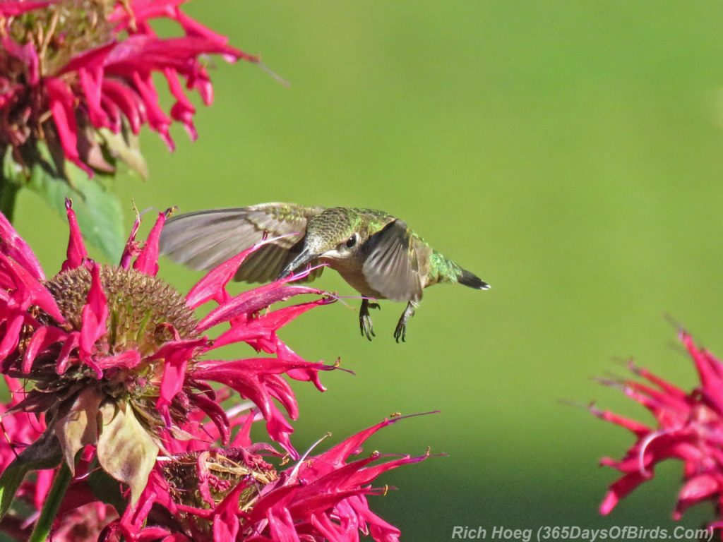 Y3-M08-Amity-Hummingbird-CloseUp-2