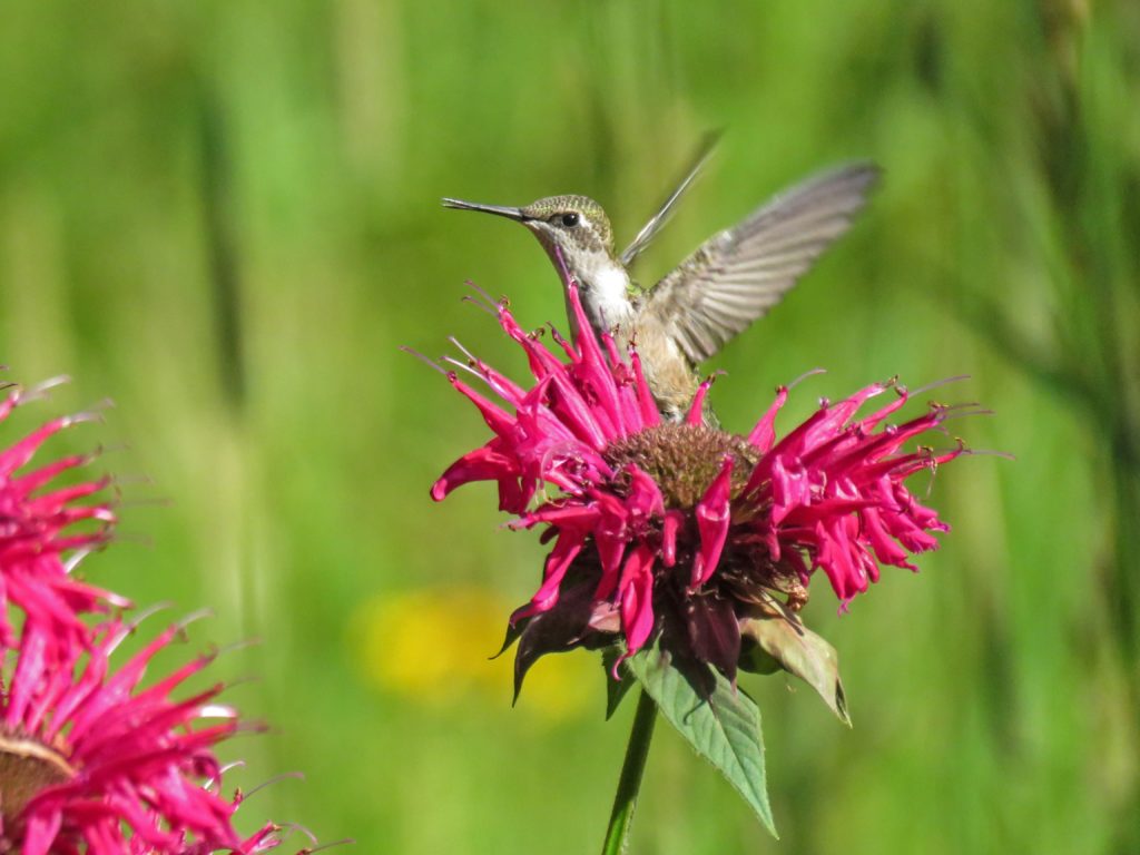 Y3-M08-Amity-Ruby-Throated-Hummingbird