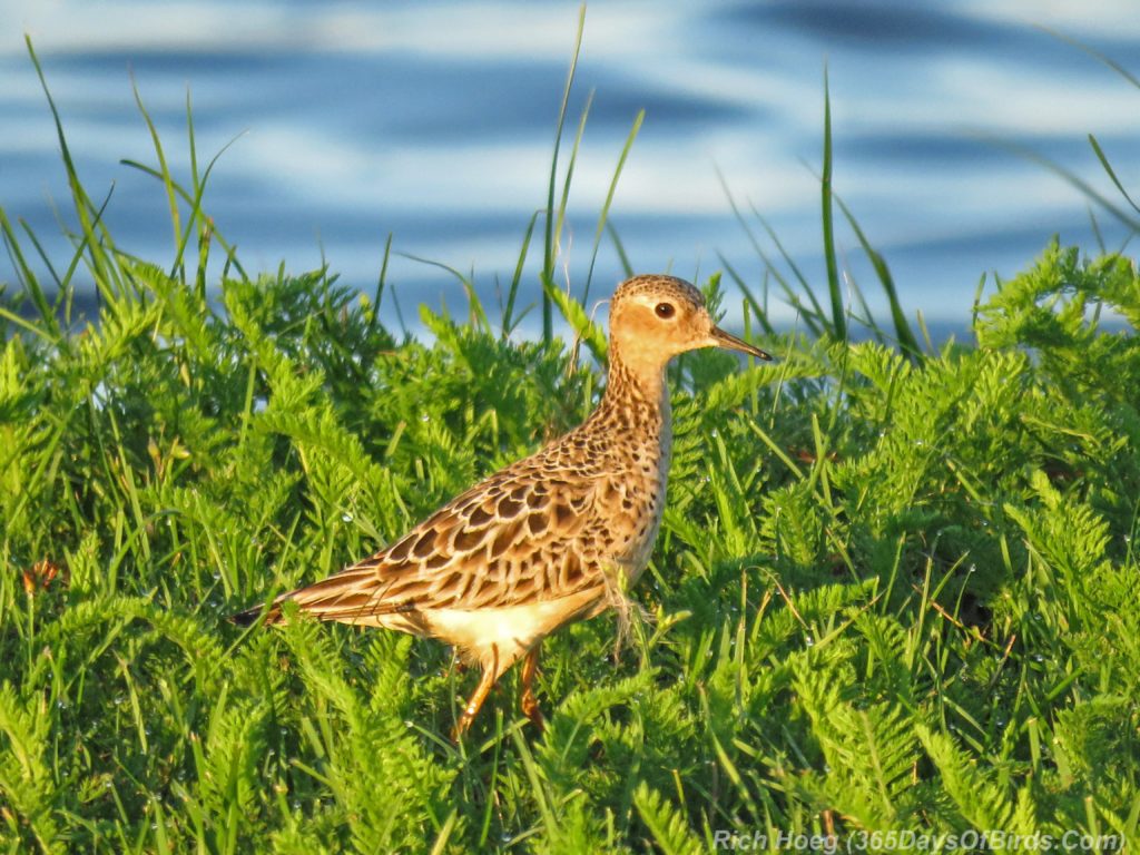 Y3-M08-Buff-Breasted-Sandpiper