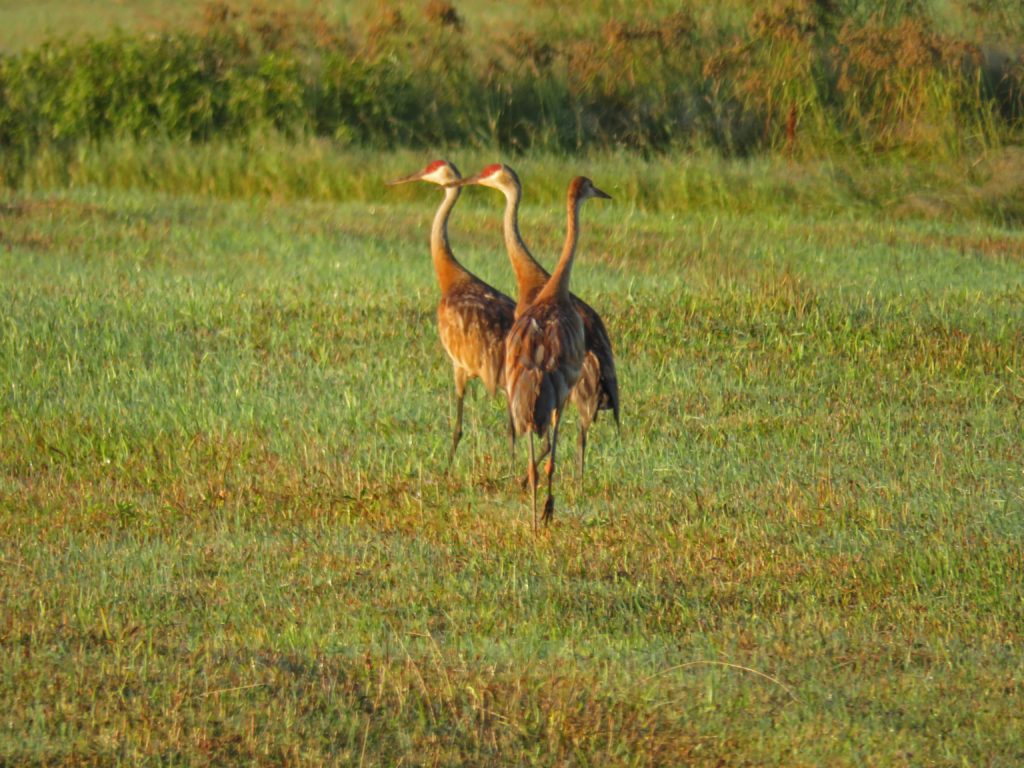 Y3-M08-Cloverland-Dawn-Dance-Sandhill-Cranes