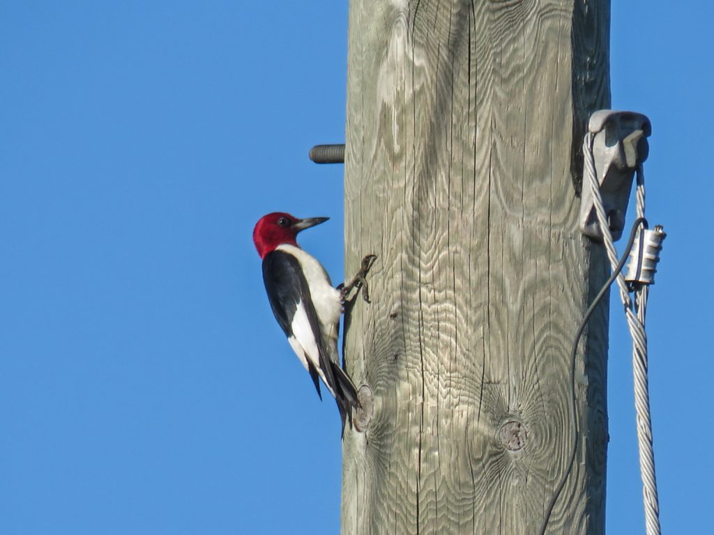 Y3-M08-Cloverland-Red-Headed-Woodpecker