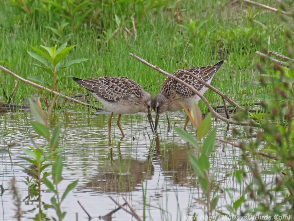 Y3-M08-Duluth-Harbor-Lesser-Yellowlegs-1