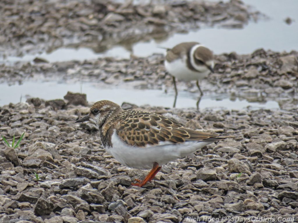 Y3-M08-Duluth-Harbor-Ruddy-Turnstone-and-Semi-Palmated-Plover