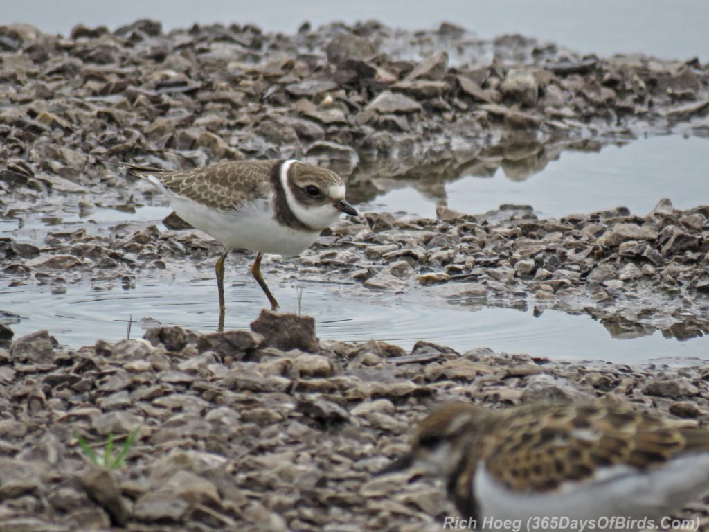 Y3-M08-Duluth-Harbor-SemiPalmated-Plover