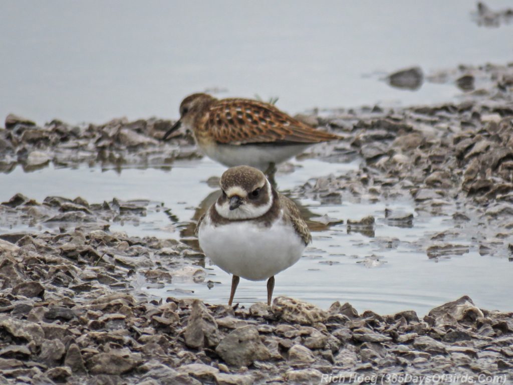 Y3-M08-Duluth-Harbor-SemiPalmated-Plover-and-Least-Sandpiper-2