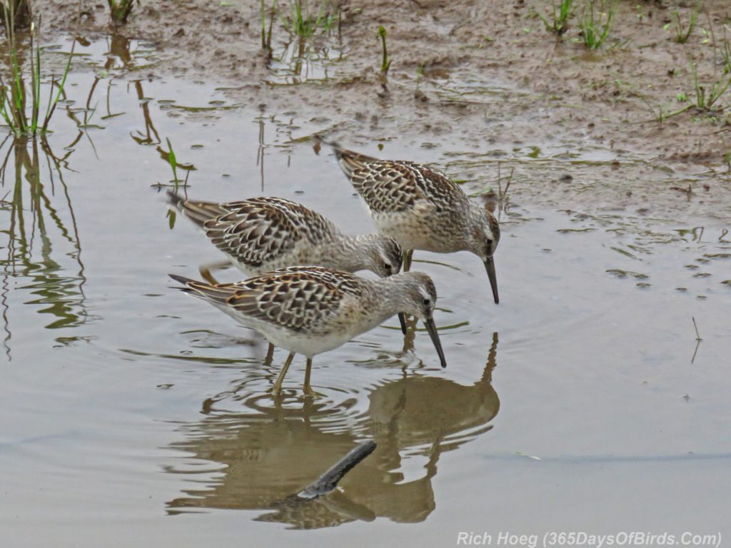 Y3-M08-Erie-Pier-Stilt-Sandpiper-02-Trio