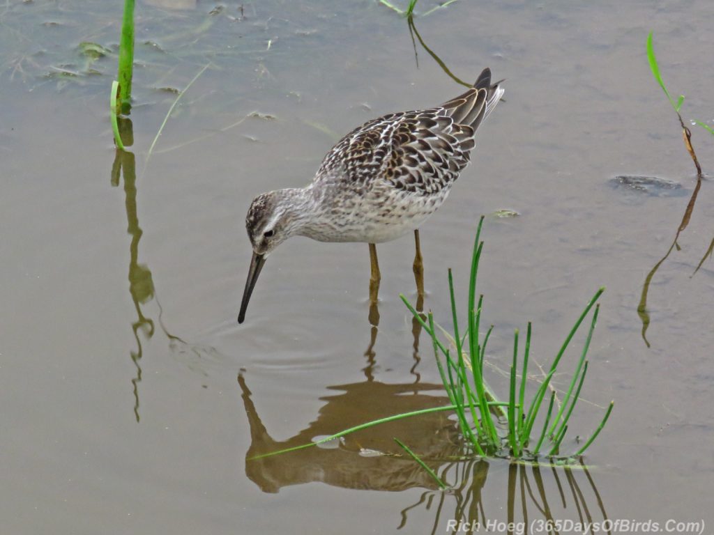 Y3-M08-Erie-Pier-Stilt-Sandpiper-12