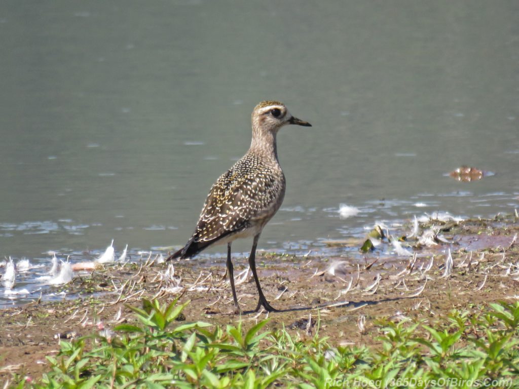 Y3-M08-Erie-Pier-Sunday-American-Golden-Plover-Immature-1