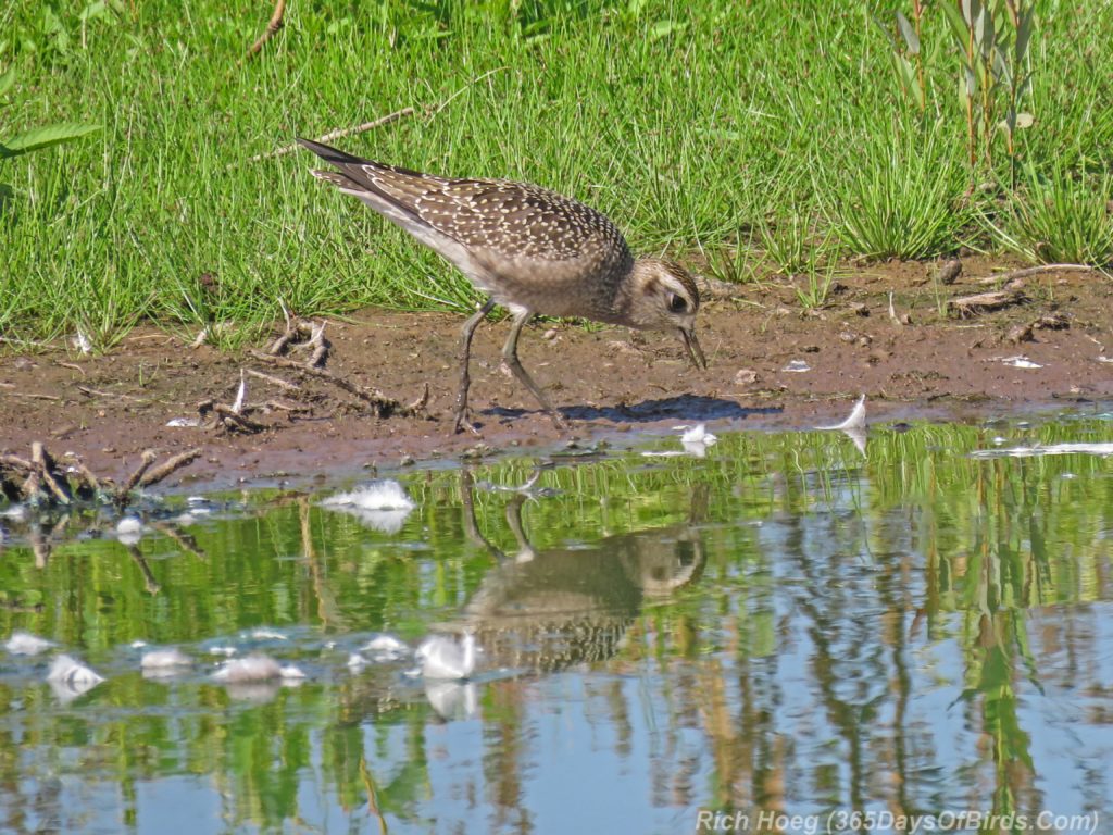 Y3-M08-Erie-Pier-Sunday-American-Golden-Plover-Immature-7