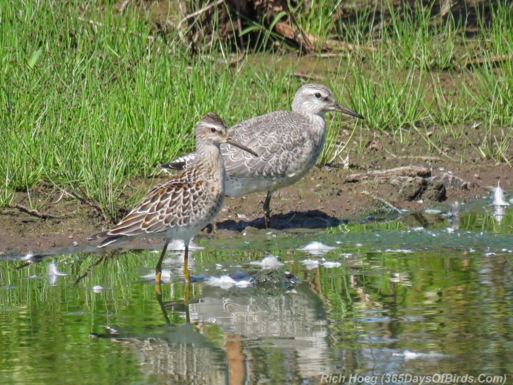 Y3-M08-Erie-Pier-Sunday-Sandpiper-Pair