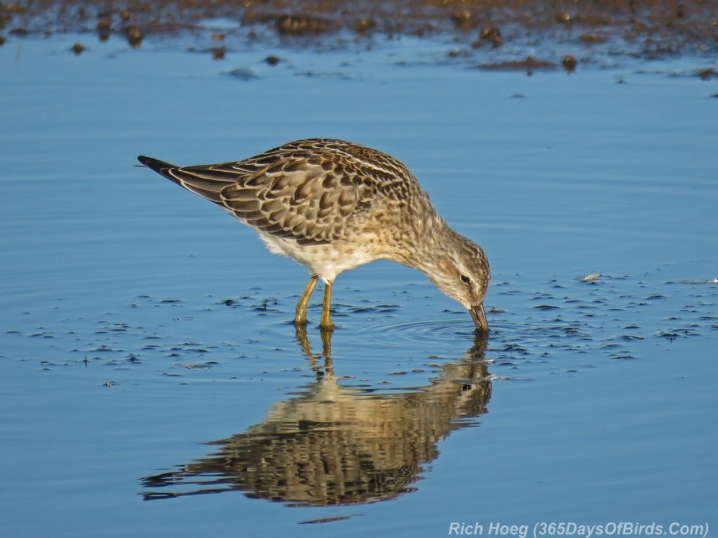 Y3-M08-Erie-Pier-Sunnrise-1-Stilt-Sandpiper