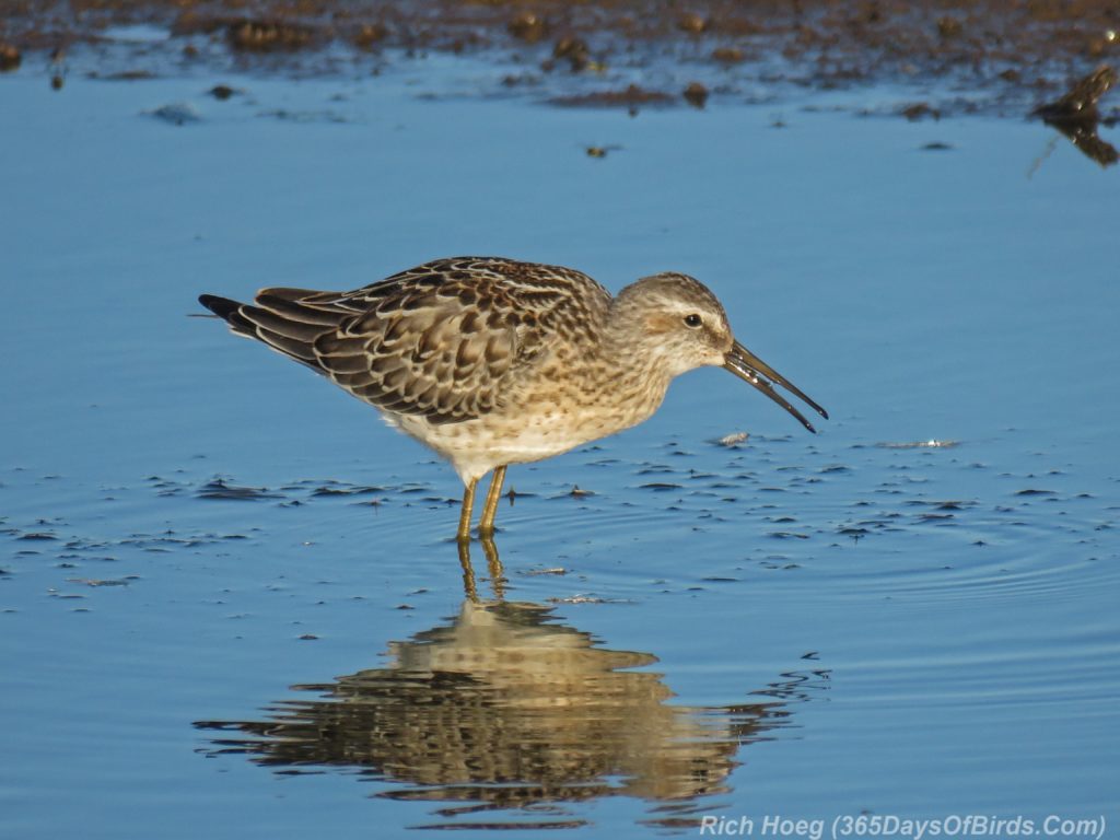 Y3-M08-Erie-Pier-Sunnrise-2-Stilt-Sandpiper