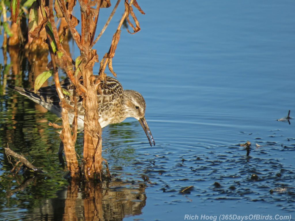 Y3-M08-Erie-Pier-Sunnrise-3-Stilt-Sandpiper