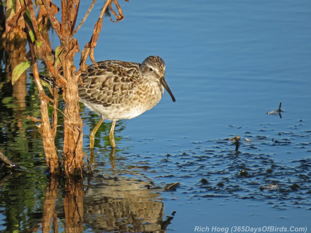 Y3-M08-Erie-Pier-Sunnrise-4-Stilt-Sandpiper