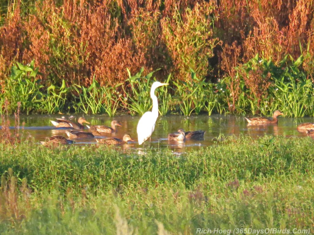 Y3-M08-Erie-Pier-Sunnrise-Great-Egret-2