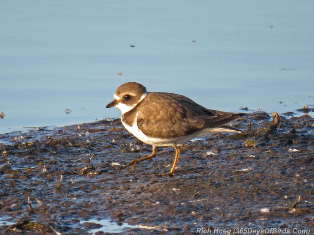 Y3-M08-Erie-Pier-Sunnrise-Semi-Palmated-Plover-1