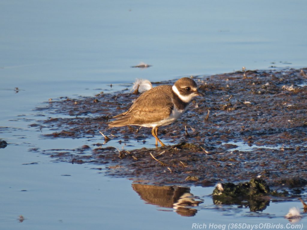 Y3-M08-Erie-Pier-Sunnrise-Semi-Palmated-Plover-2