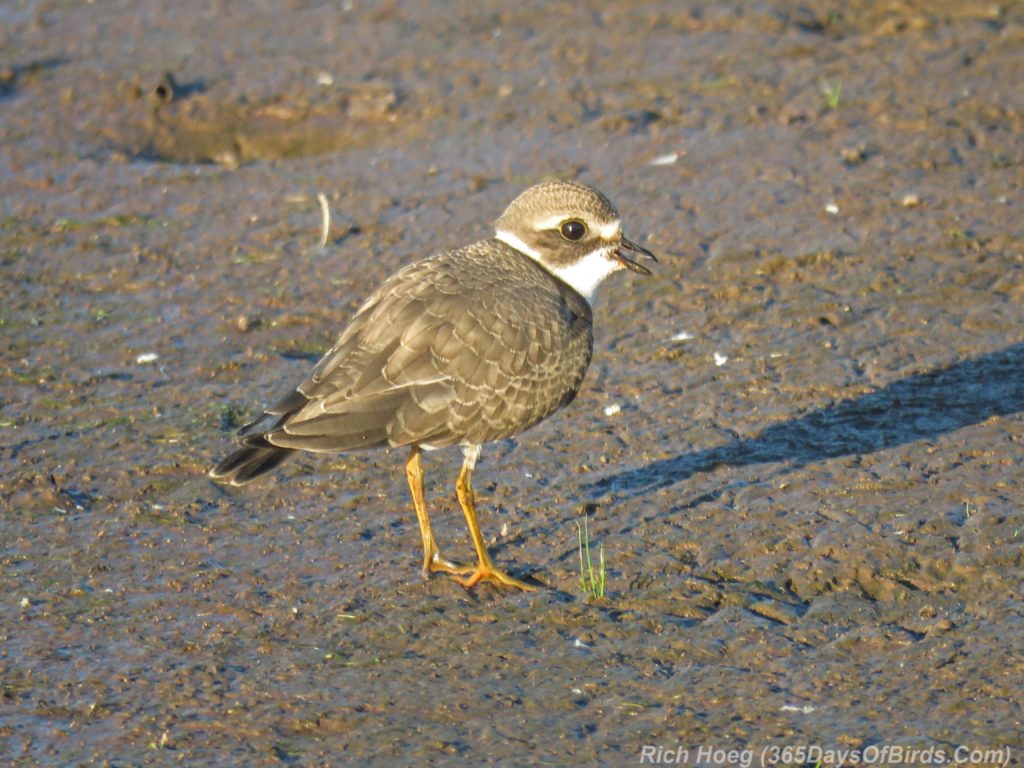 Y3-M08-Erie-Pier-Sunnrise-Semi-Palmated-Plover-3