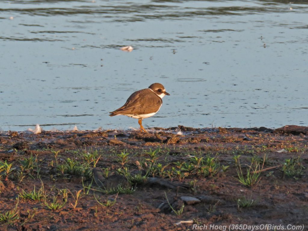 Y3-M08-Erie-Pier-Sunnrise-Semi-Palmated-Plover-4