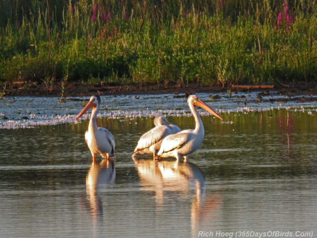 Y3-M08-Erie-Pier-Sunnrise-White-Pelicans-1