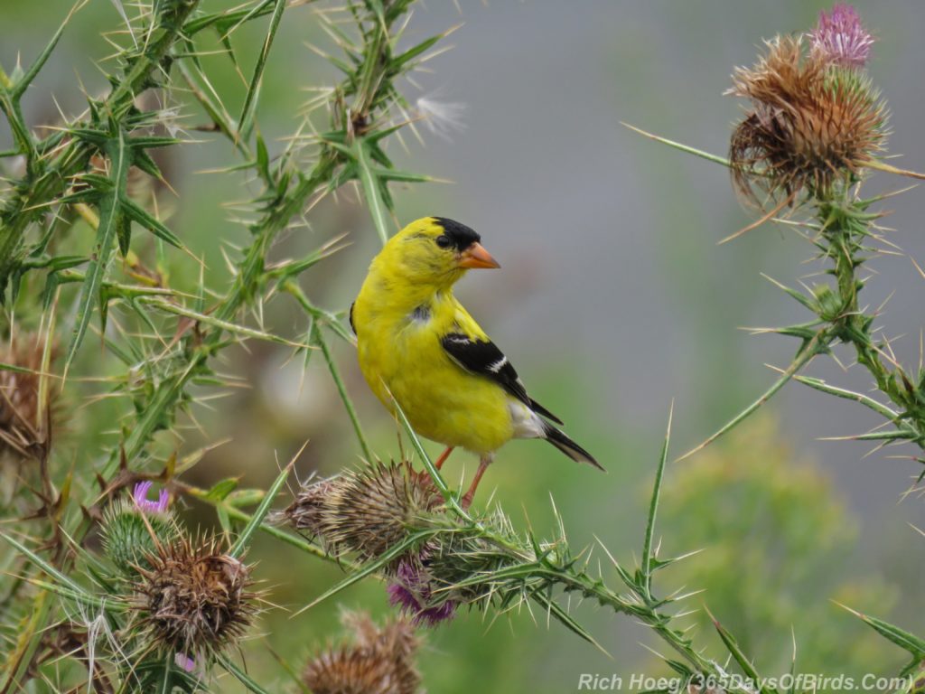 Y3-M08-Erie-Pier-Tall-Goldfinch-Thistle-1