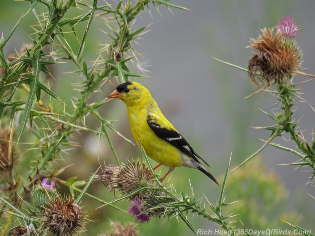 Y3-M08-Erie-Pier-Tall-Goldfinch-Thistle-2