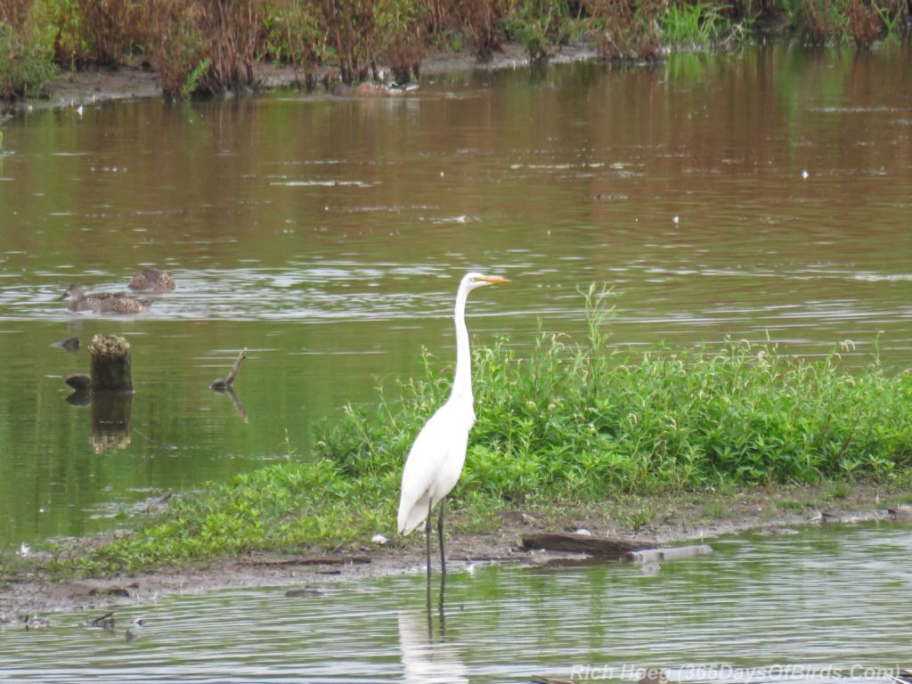 Y3-M08-Erie-Pier-Tall-Ships-Great-Egret