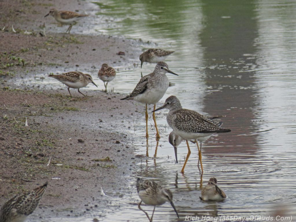 Y3-M08-Erie-Pier-Tall-Ships-Shorebirds-2