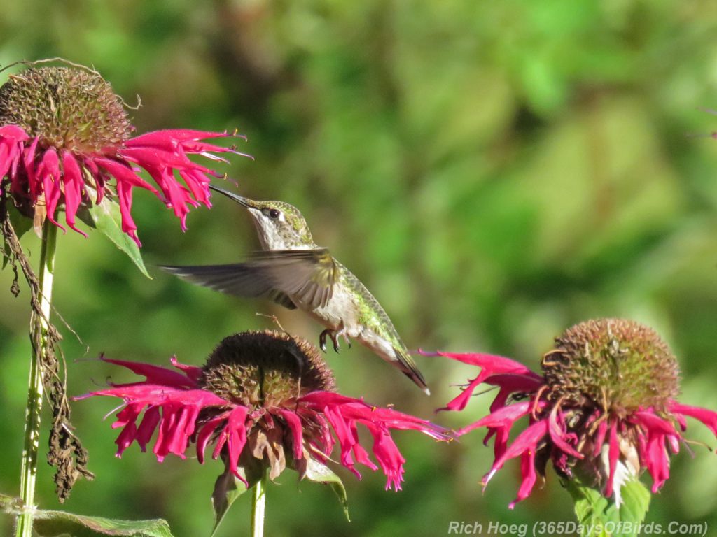 Y3-M08-Garden-Hummingbird