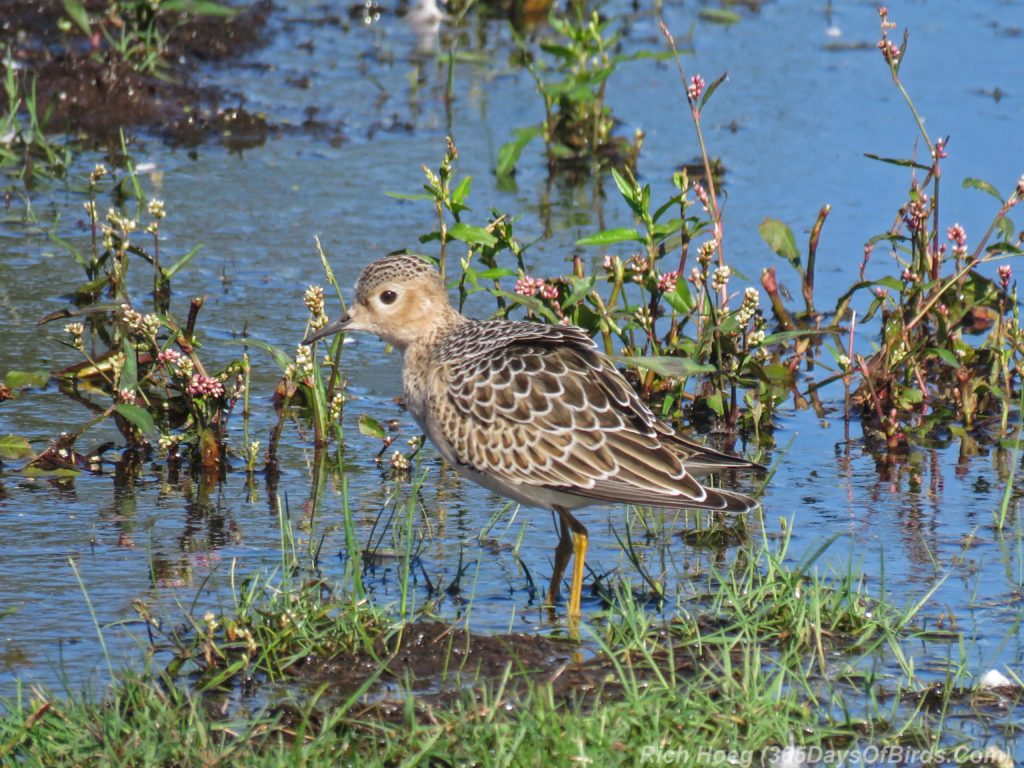 Y3-M08-Park-Point-Individual-Buff-Breasted-Sandpiper