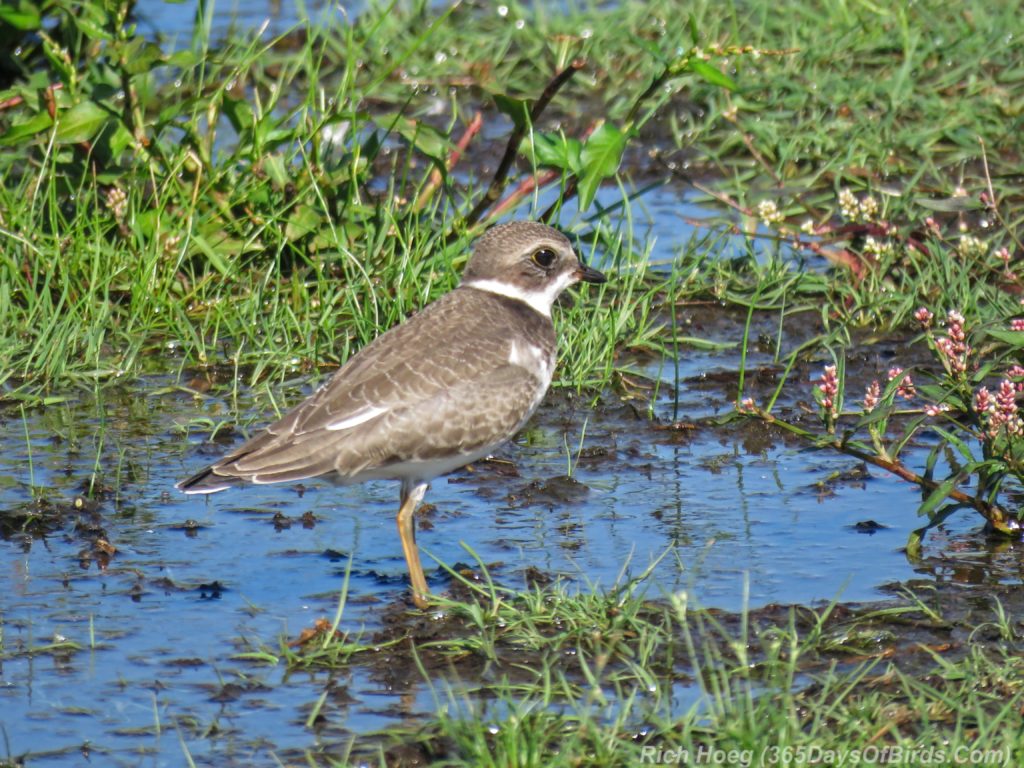 Y3-M08-Park-Point-Individual-Semi-Palmated-Plover