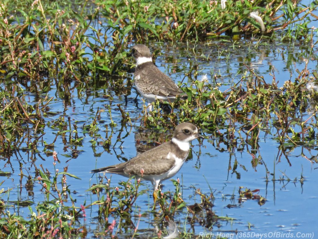Y3-M08-Park-Point-Pair-Semi-Palmated-Plover-2