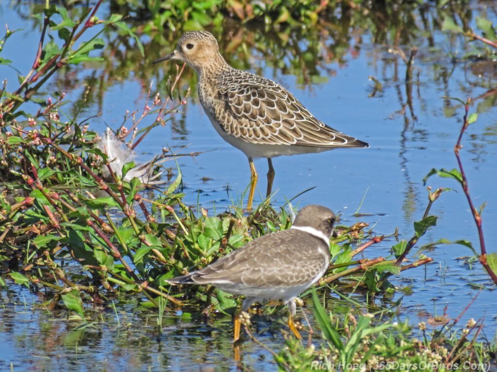 Y3-M08-Park-Point-Pair-Semi-Palmated-Plover-and-Buff-Breasted-Sandpiper-1