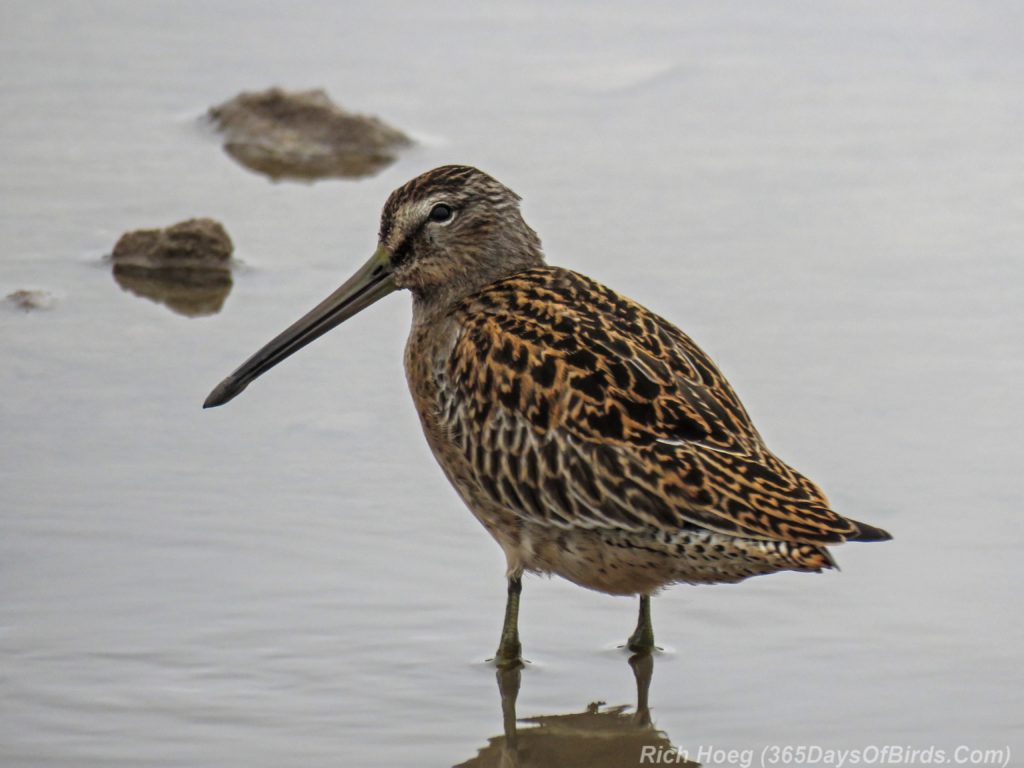 Y3-M08-Short-Billed-Dowitcher-6