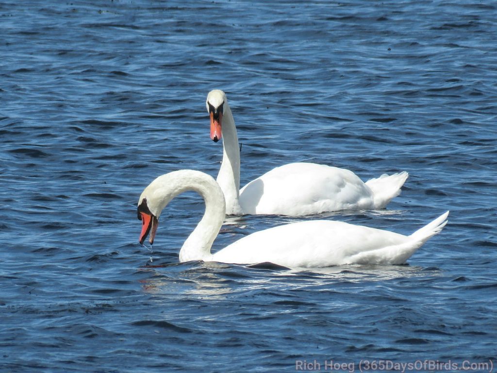 arcadia-trumpeter-swan-1-01_wm