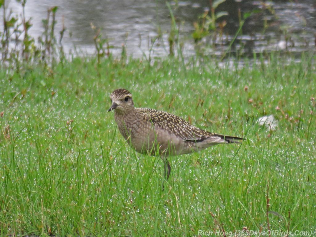 y3-m09-park-point-american-golden-plover