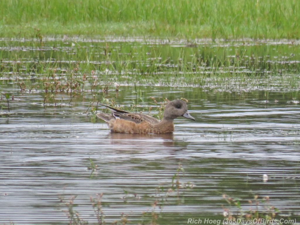 y3-m09-park-point-american-widgeon