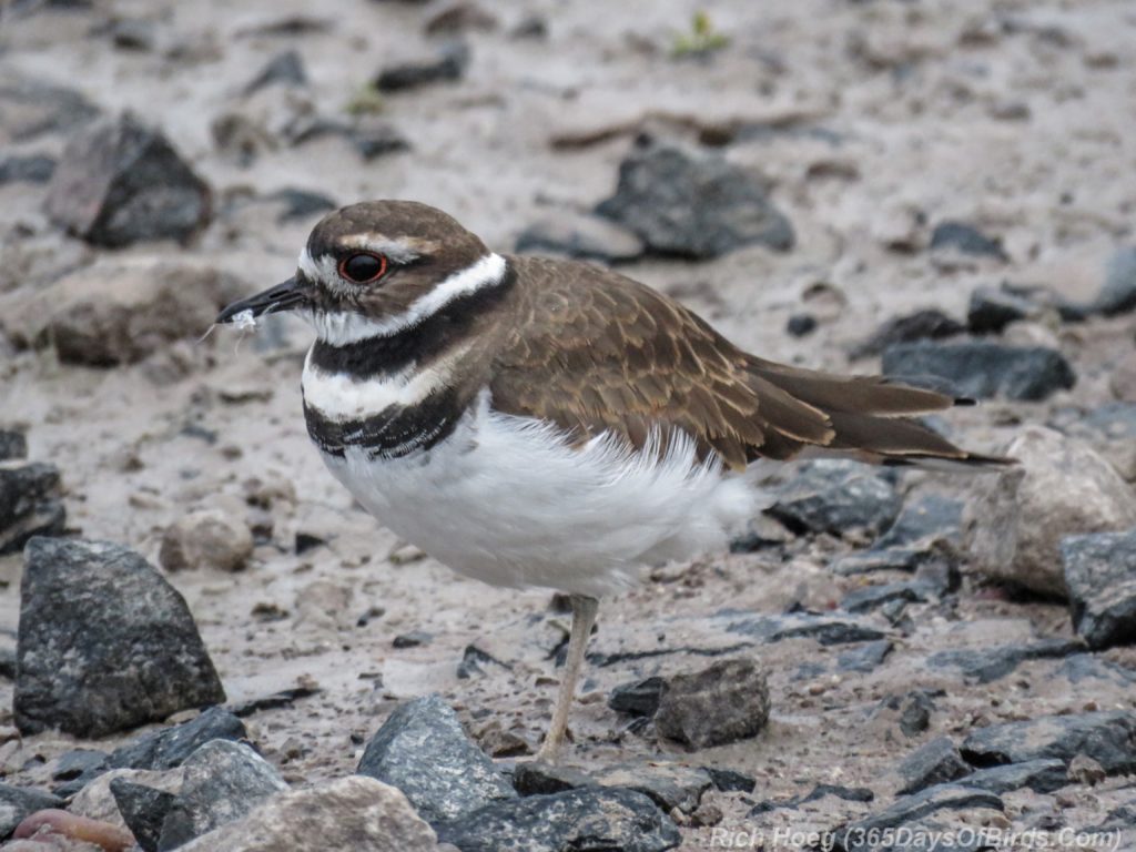 y3-m09-park-point-semi-palmated-plover