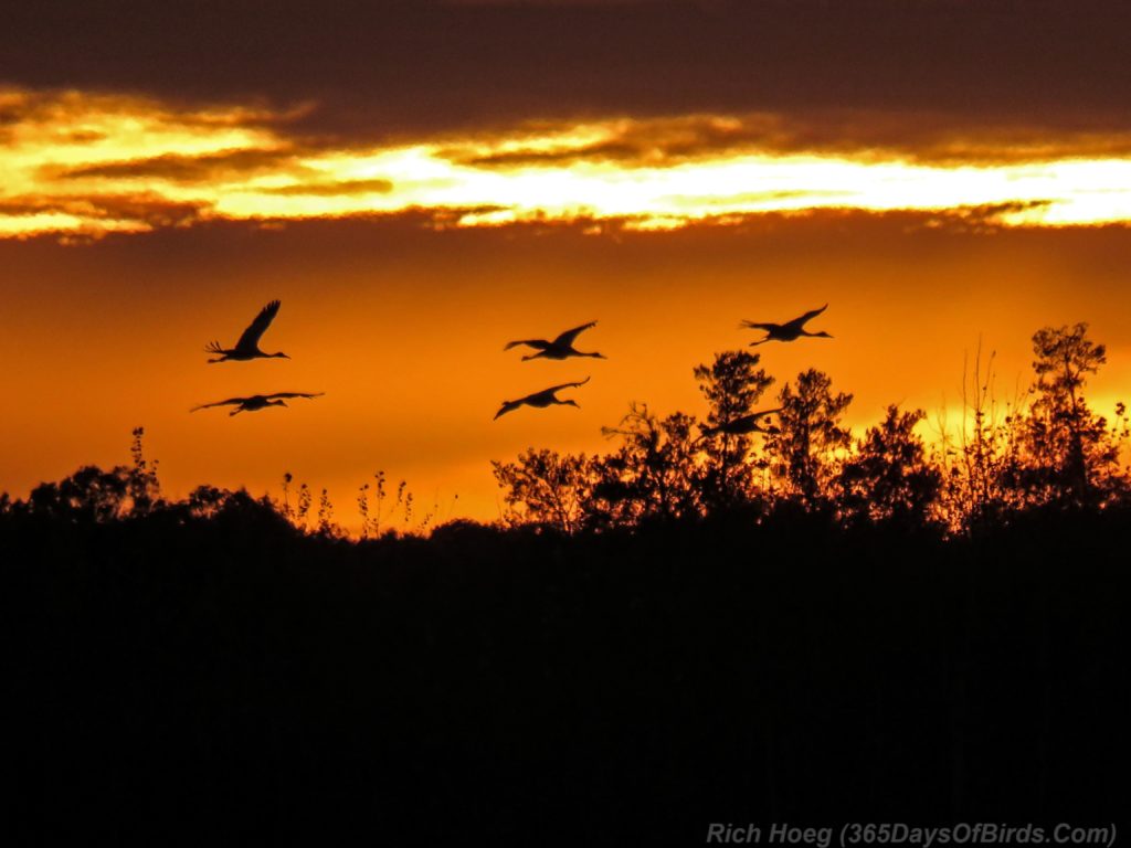 y3-m10-crex-meadows-sandhill-cranes-sunset-1