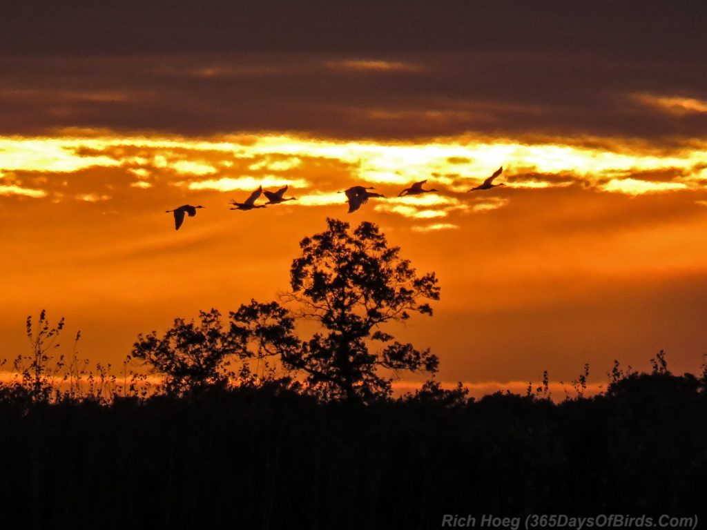 y3-m10-crex-meadows-sandhill-cranes-sunset-2