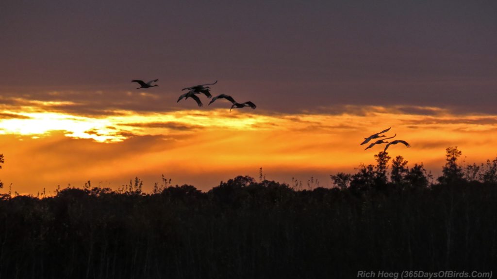 y3-m10-crex-meadows-sandhill-cranes-sunset-3