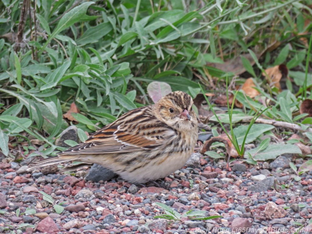 y3-m10-lapland-longspur-1