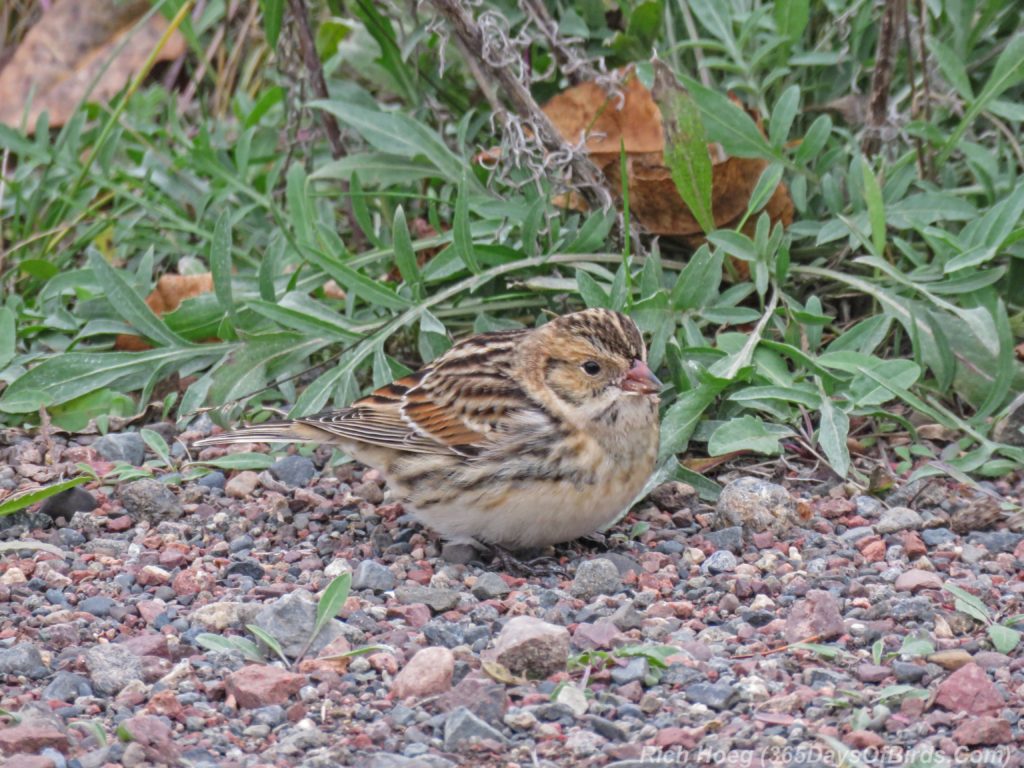 y3-m10-lapland-longspur-2